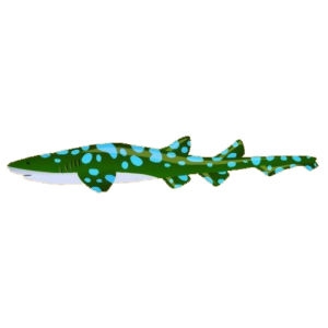 Green Galapagos Cat Shark